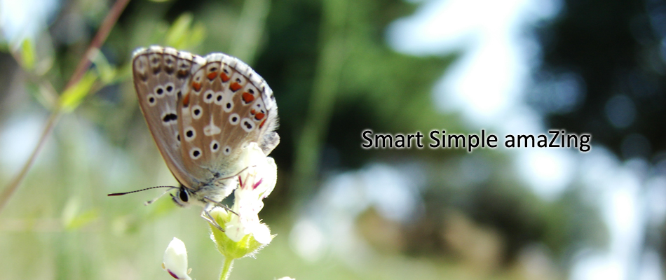 Smart Simple amaZing — 꽃 위 나비 사진